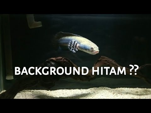 Detail Aquarium Background Hitam Nomer 15