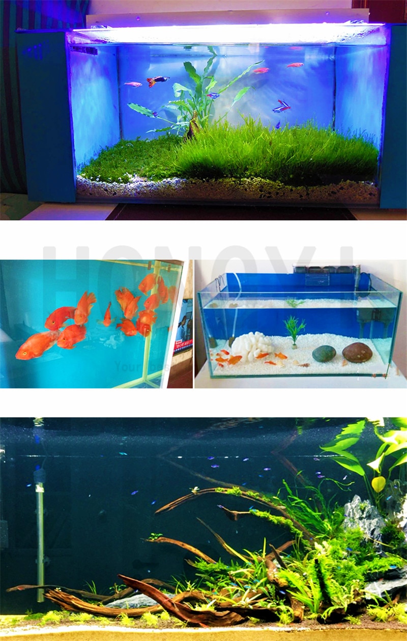 Detail Aquarium Background Hitam Nomer 35