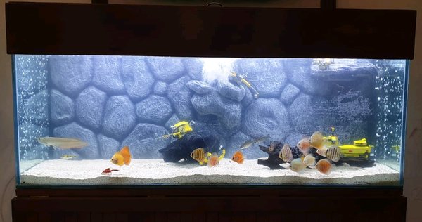 Detail Aquarium Background Hitam Nomer 36