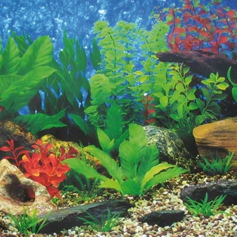 Detail Aquarium Background Hitam Nomer 52