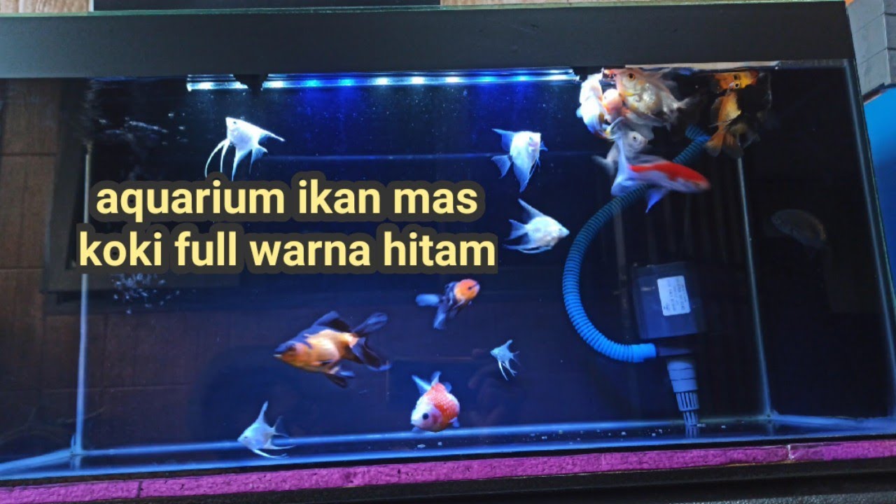 Detail Aquarium Background Hitam Nomer 8