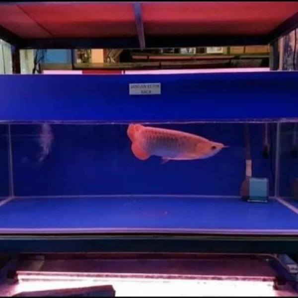 Detail Aquarium Background Putih Nomer 42