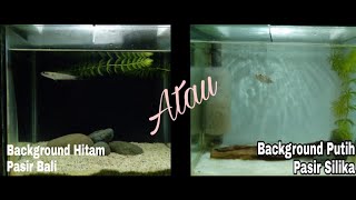 Detail Aquarium Background Putih Nomer 51