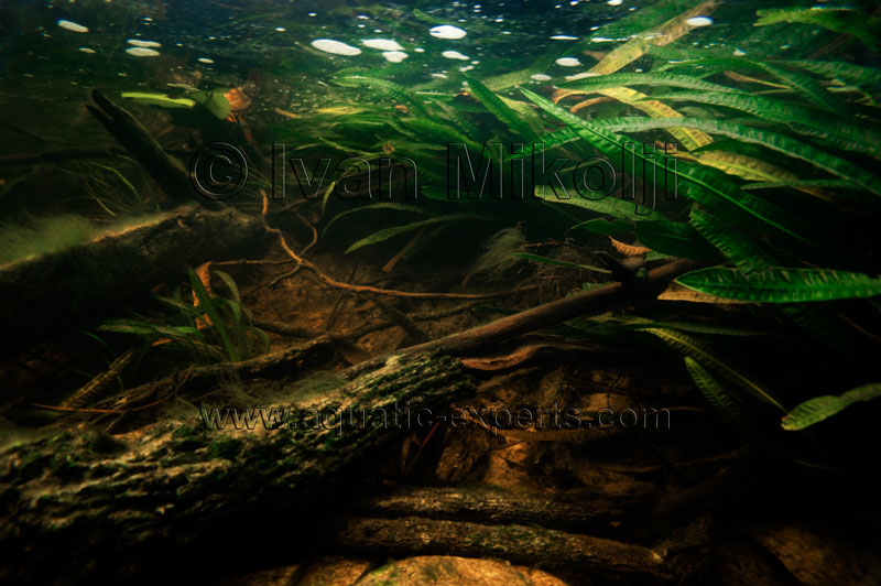 Detail Aquarium Backgrounds Amazon Nomer 18