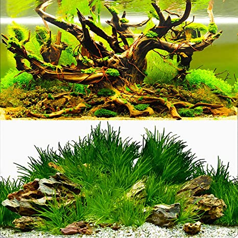 Detail Aquarium Backgrounds Amazon Nomer 23