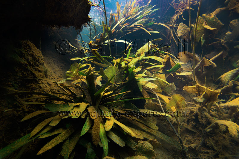 Detail Aquarium Backgrounds Amazon Nomer 32