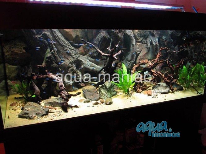 Detail Aquarium Backgrounds Amazon Nomer 38