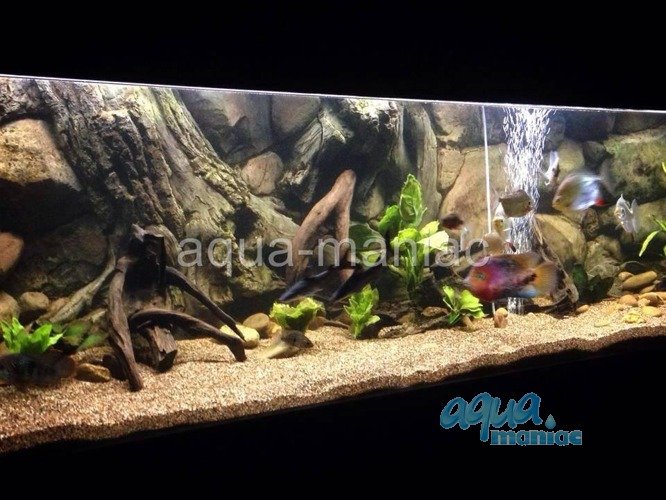 Detail Aquarium Backgrounds Amazon Nomer 39