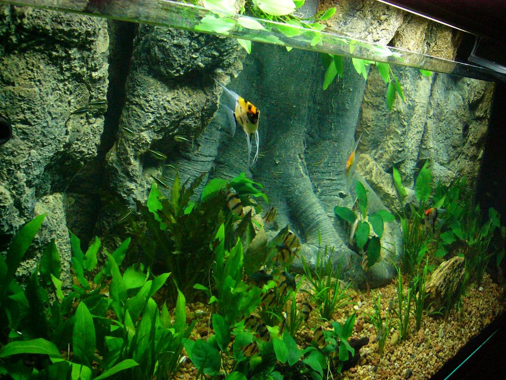 Detail Aquarium Backgrounds Amazon Nomer 44