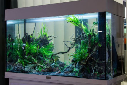 Detail Aquarium Besar Di Dalam Rumah Nomer 26