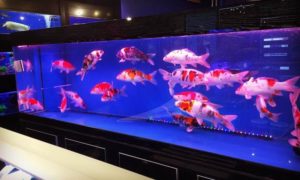 Detail Aquarium Besar Di Dalam Rumah Nomer 40