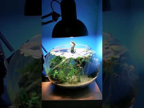 Detail Aquarium Bulat Nomer 18