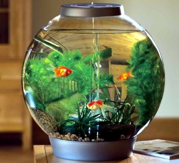 Detail Aquarium Bulat Kecil Nomer 16