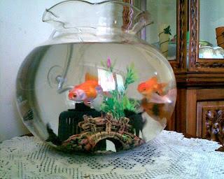 Detail Aquarium Bulat Kecil Nomer 18