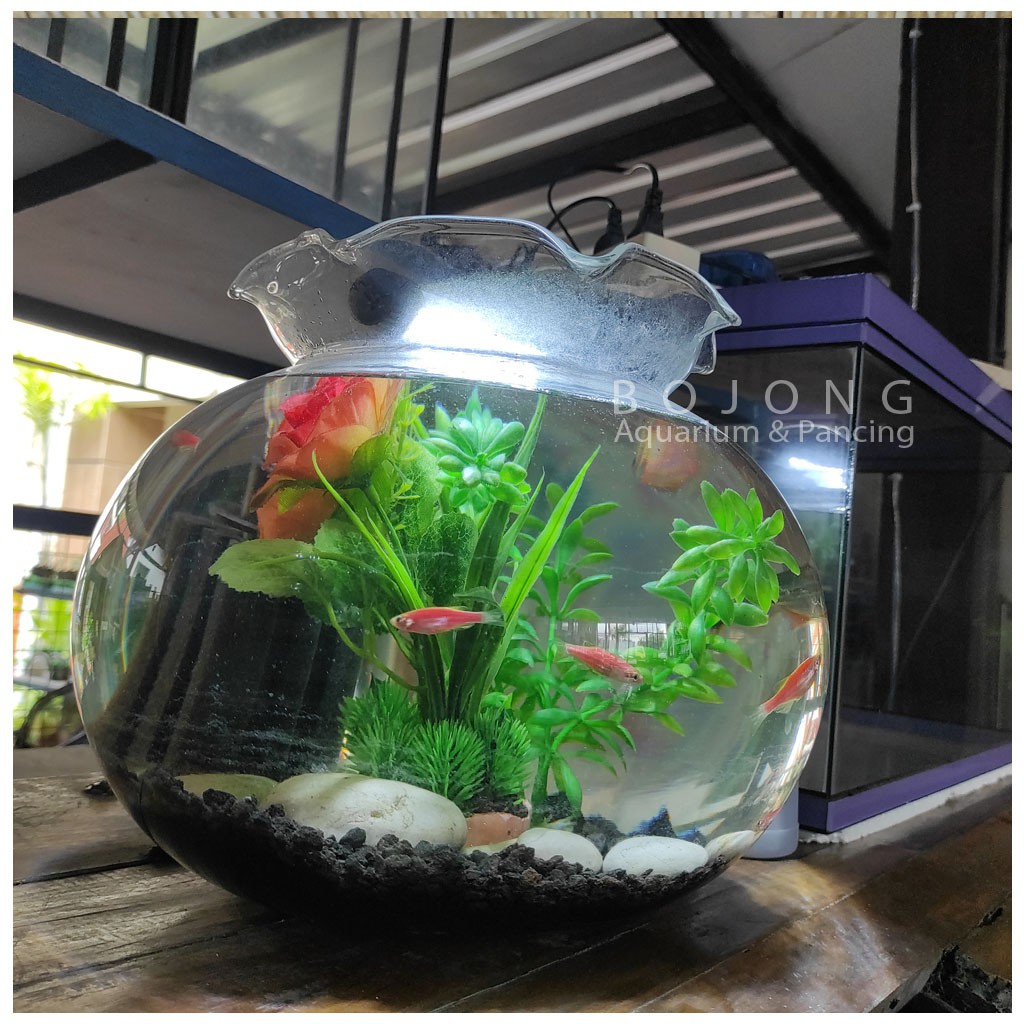 Detail Aquarium Bulat Kecil Nomer 53