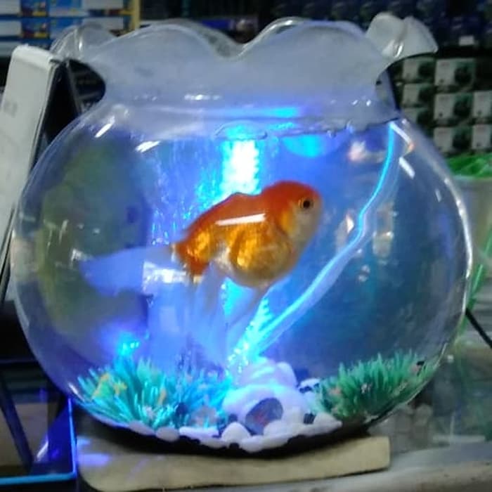 Detail Aquarium Bulat Kecil Nomer 7