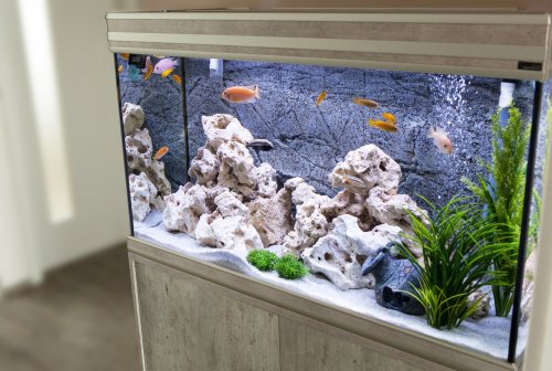 Detail Aquarium Cantik Dan Unik Nomer 17