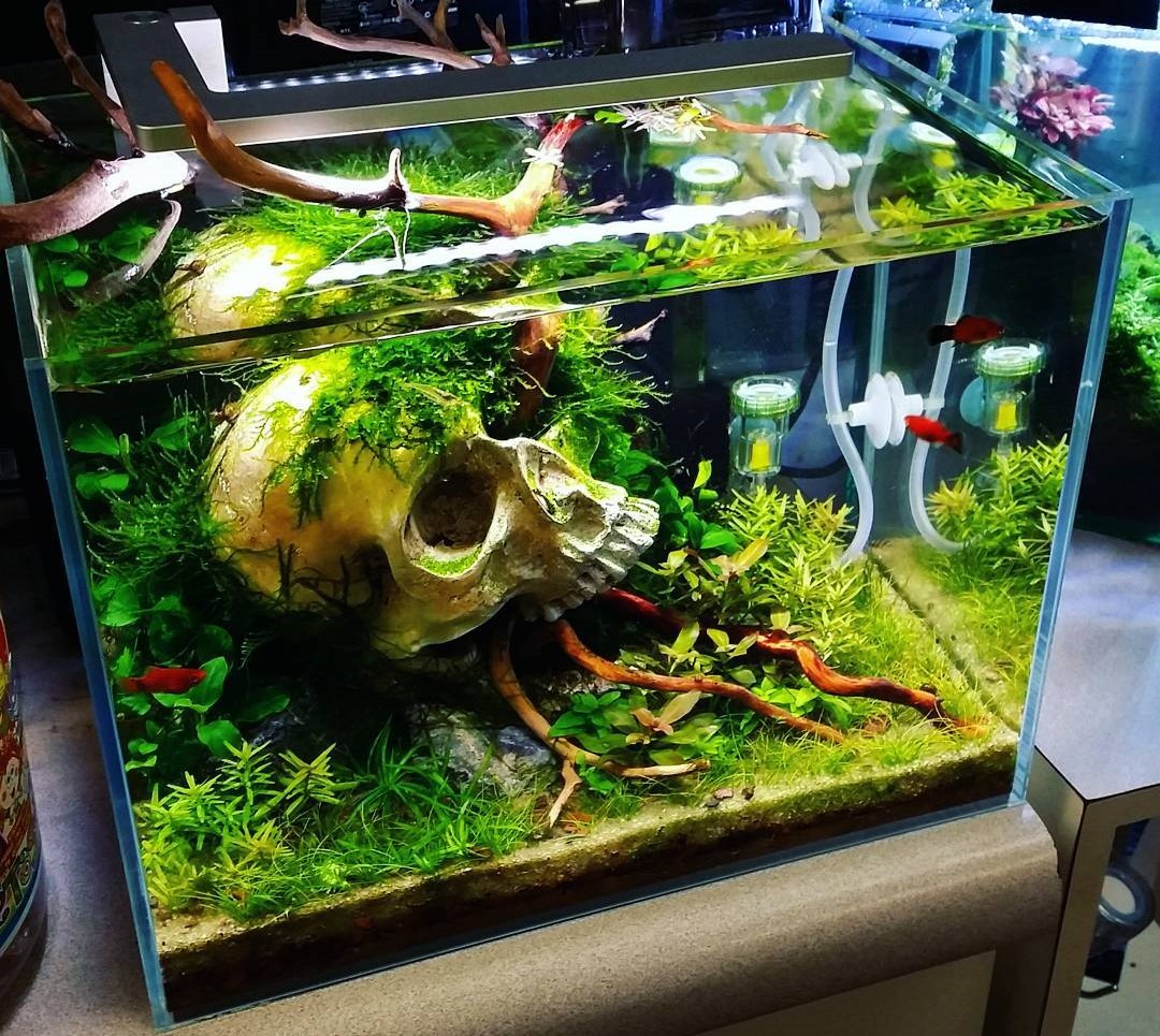 Detail Aquarium Cantik Dan Unik Nomer 20