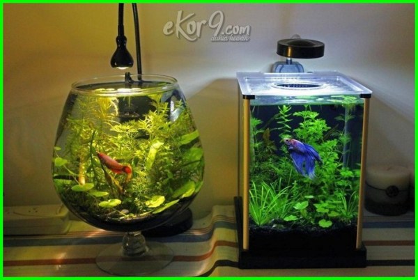 Detail Aquarium Cantik Dan Unik Nomer 50