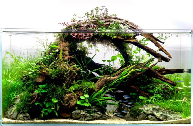 Detail Aquarium Cantik Dan Unik Nomer 56