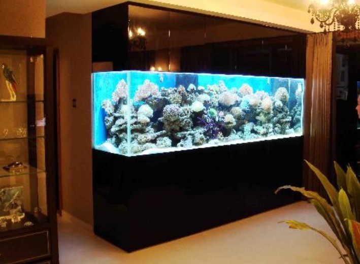 Detail Aquarium Dalam Rumah Nomer 31