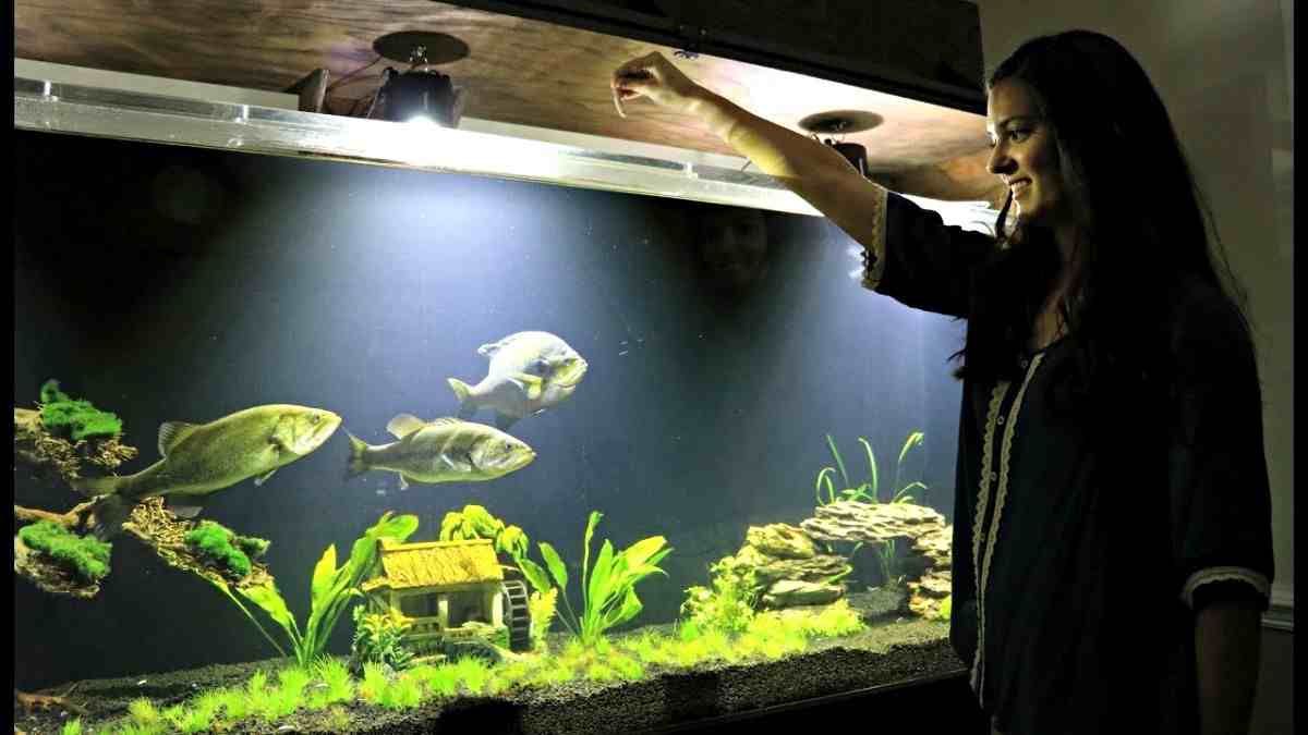 Detail Aquarium Dalam Rumah Nomer 33