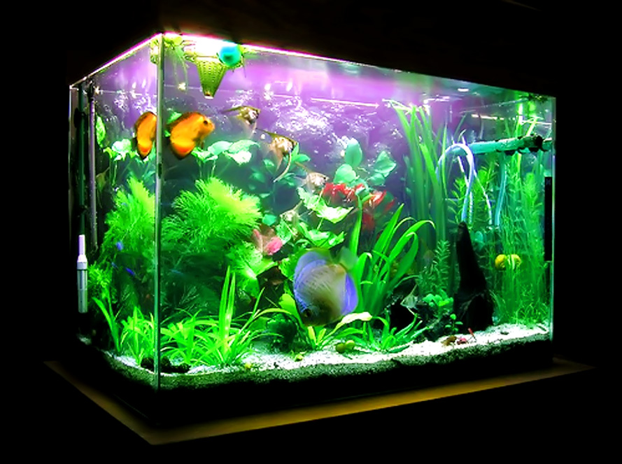 Detail Aquarium Dalam Rumah Nomer 41