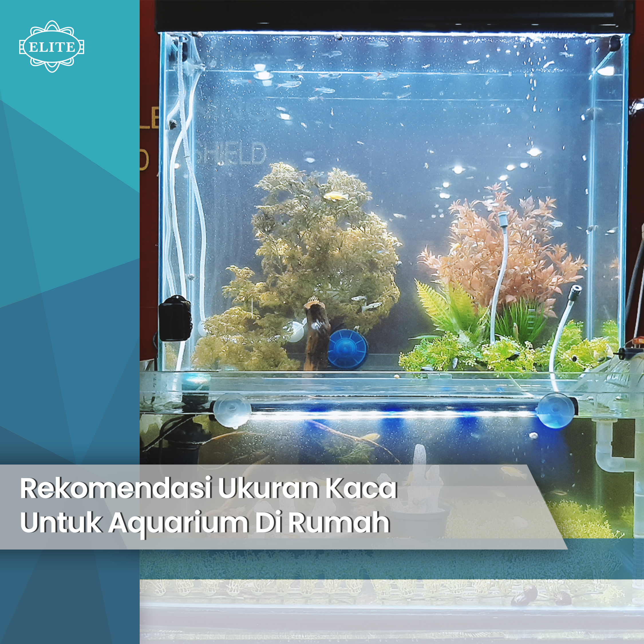 Detail Aquarium Dalam Rumah Nomer 47