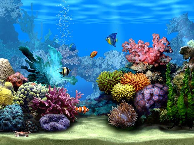 Detail Aquarium Desktop Wallpaper Nomer 15