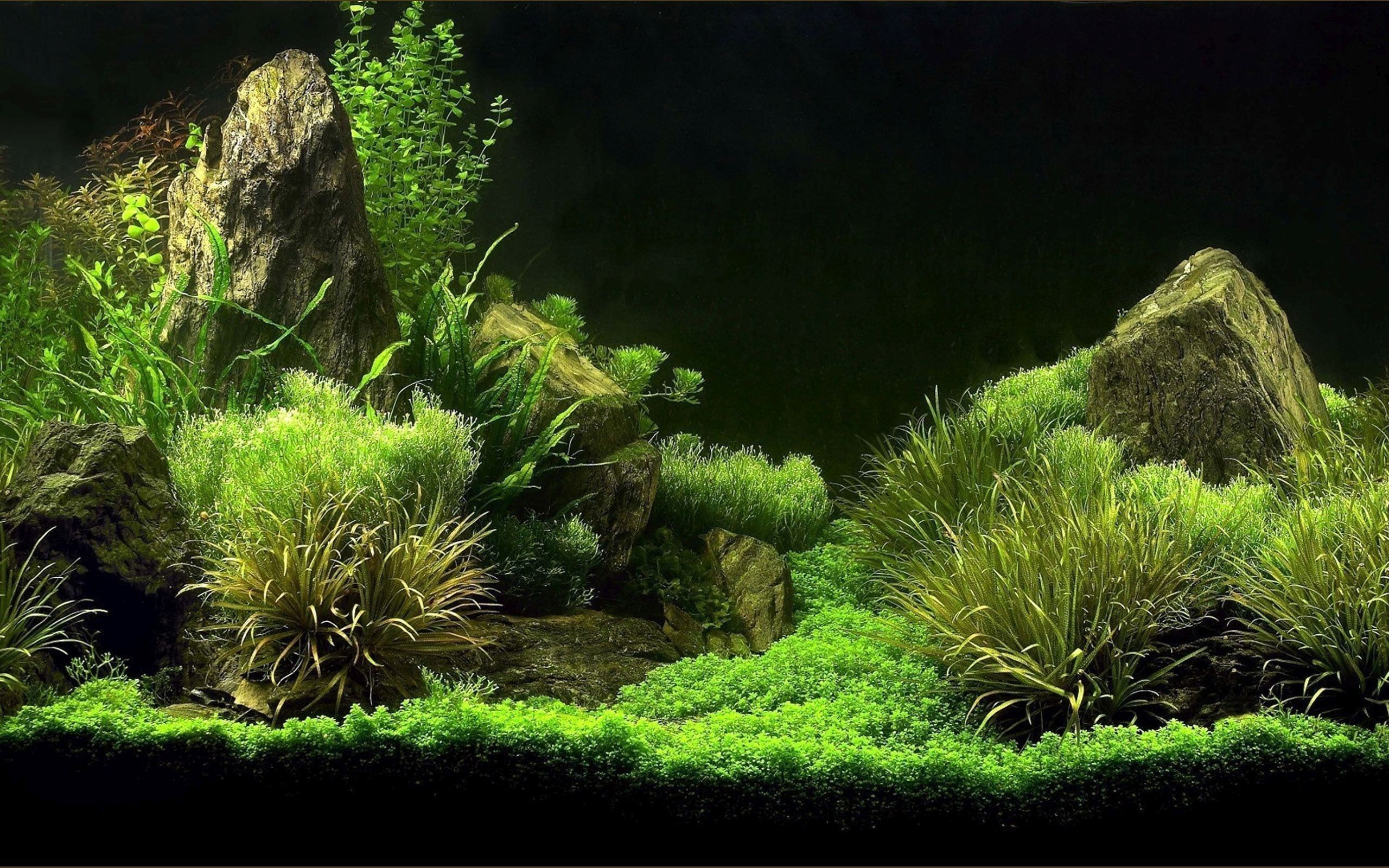 Detail Aquarium Desktop Wallpaper Nomer 18