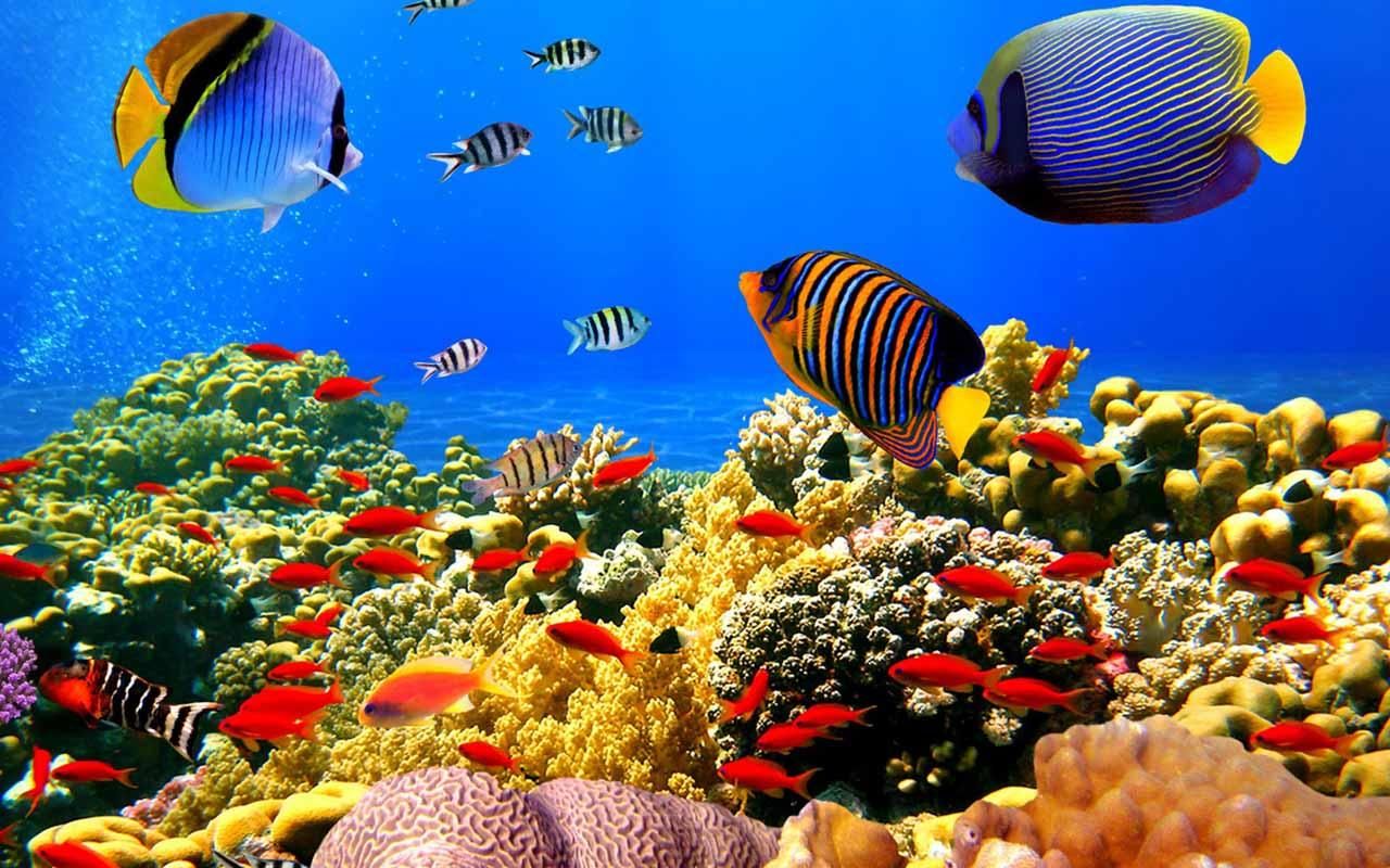 Detail Aquarium Desktop Wallpaper Nomer 55