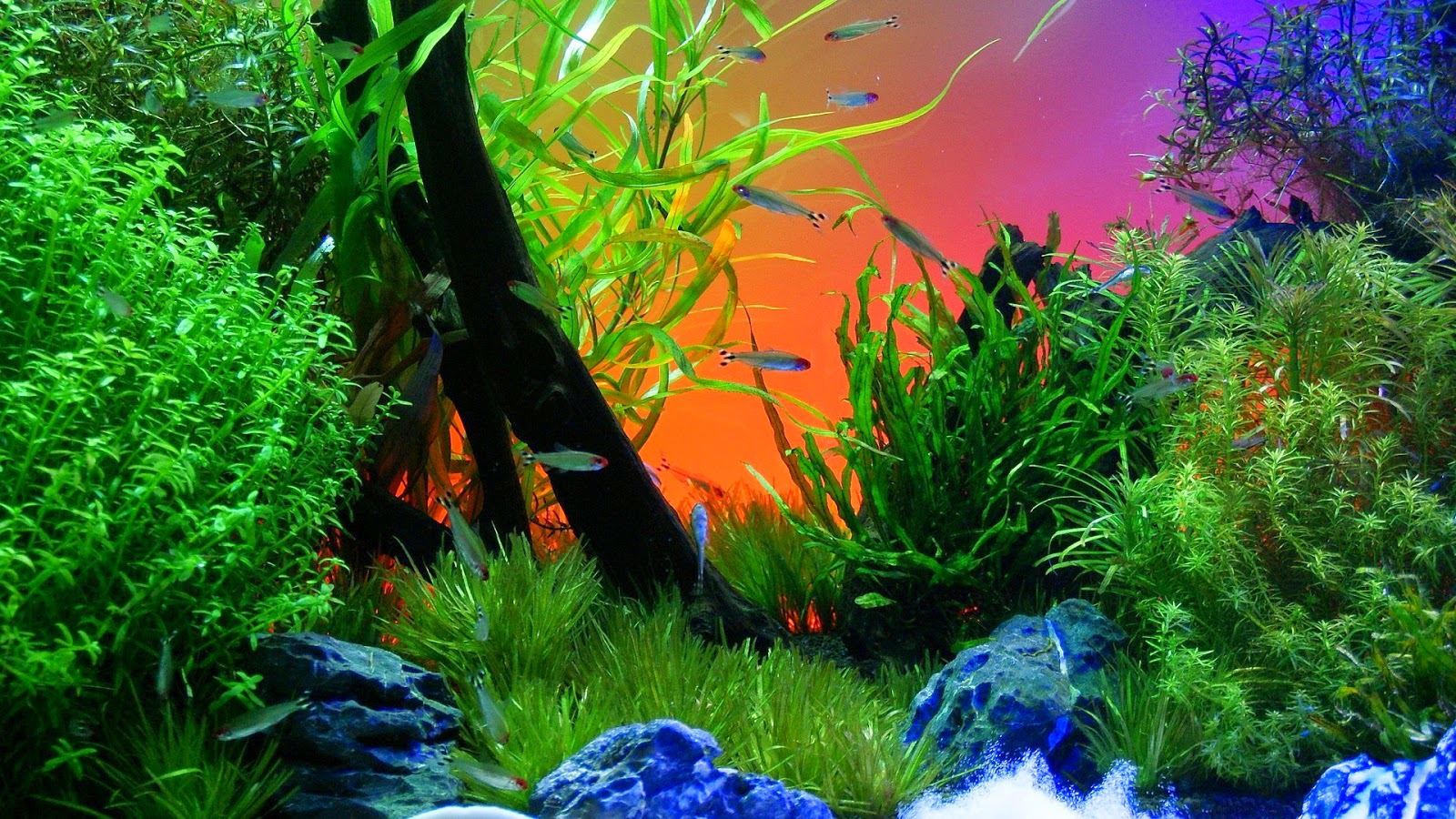 Detail Aquarium Desktop Wallpaper Nomer 56