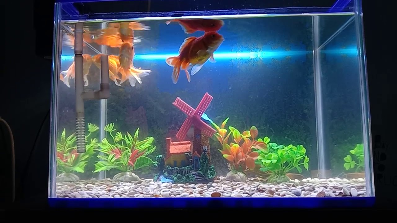 Detail Aquarium Di Kamar Nomer 47