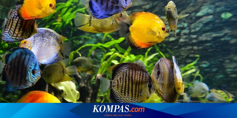 Detail Aquarium Dinding Ruang Tamu Nomer 42