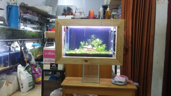 Detail Aquarium Dinding Rumah Nomer 45