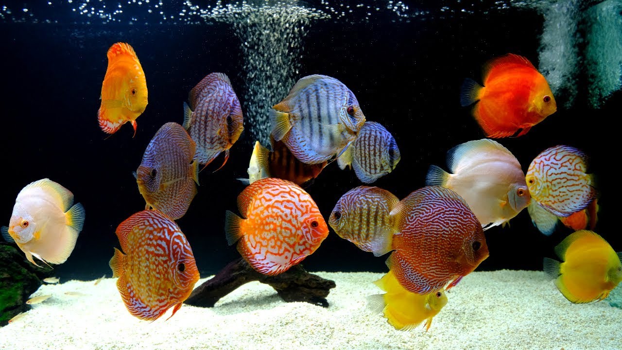 Detail Aquarium Discus Nomer 2