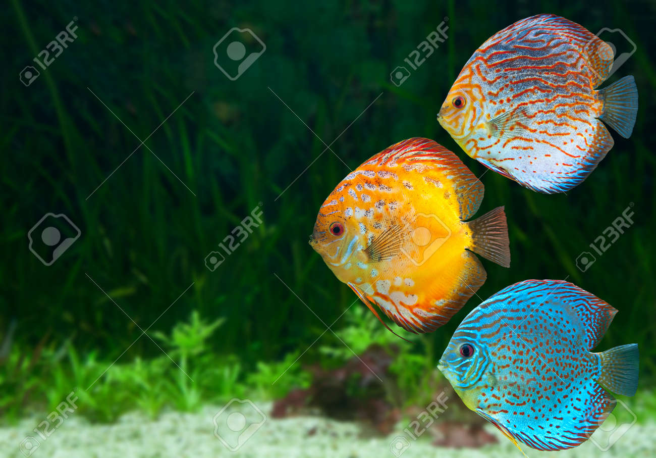 Detail Aquarium Discus Nomer 51