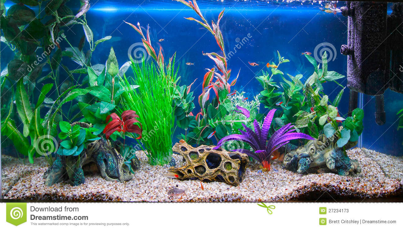 Detail Aquarium Downloads Nomer 20