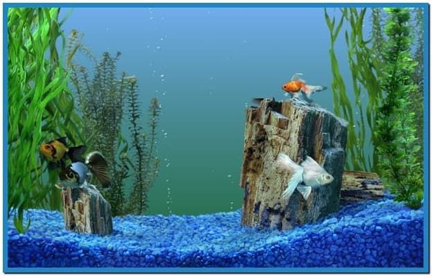 Detail Aquarium Downloads Nomer 21