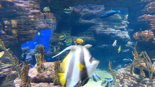 Detail Aquarium Downloads Nomer 23