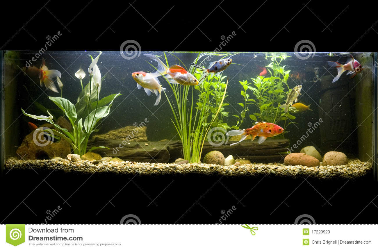 Detail Aquarium Downloads Nomer 31