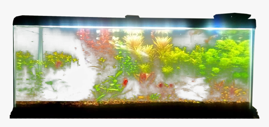 Detail Aquarium Downloads Nomer 42