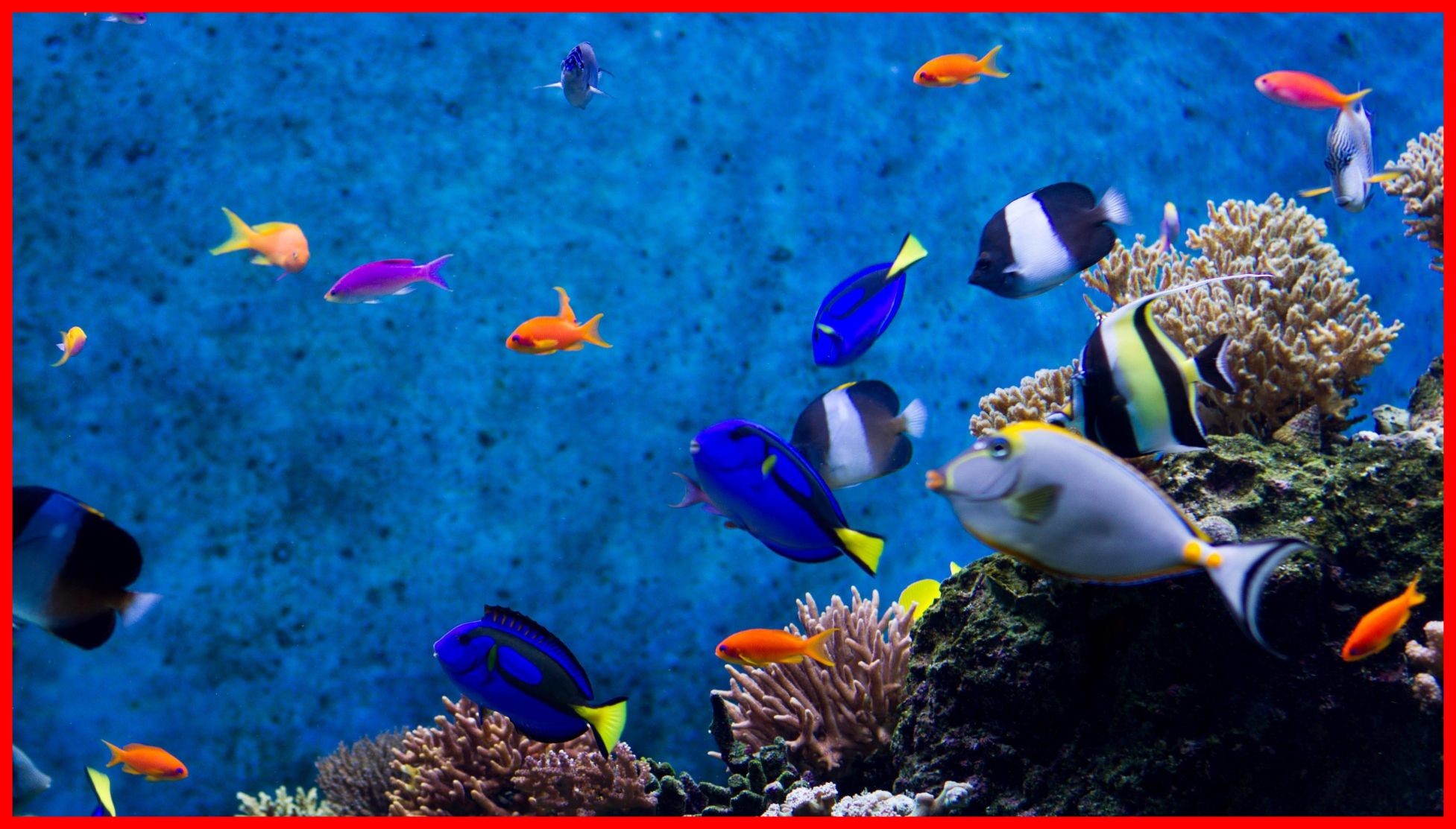 Detail Aquarium Downloads Nomer 46