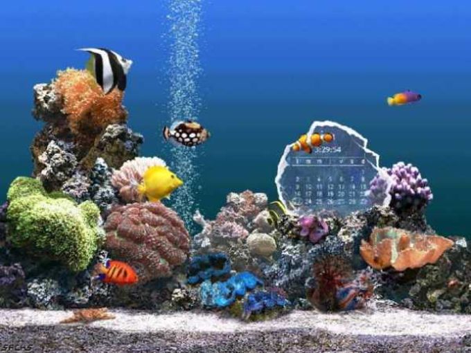 Detail Aquarium Downloads Nomer 10