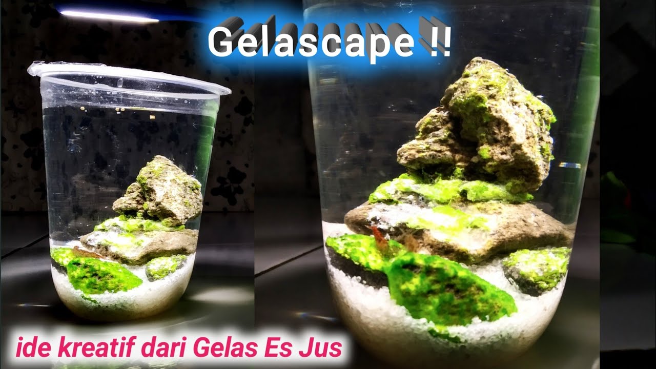 Detail Aquarium Gelas Nomer 27