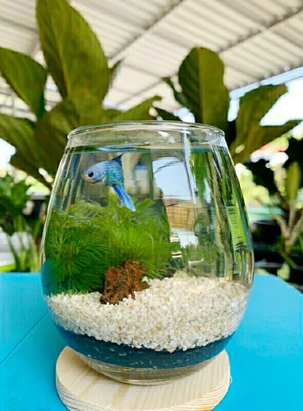 Detail Aquarium Gelas Nomer 10