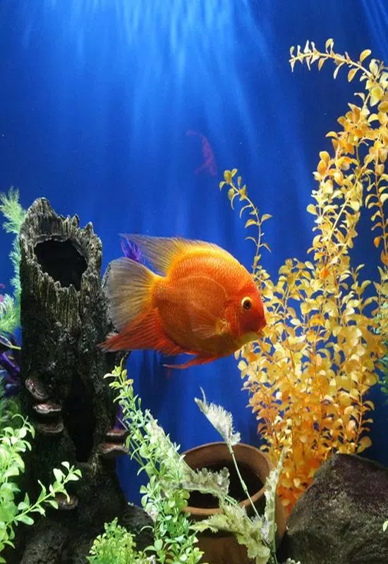 Detail Aquarium Gerak Nomer 2