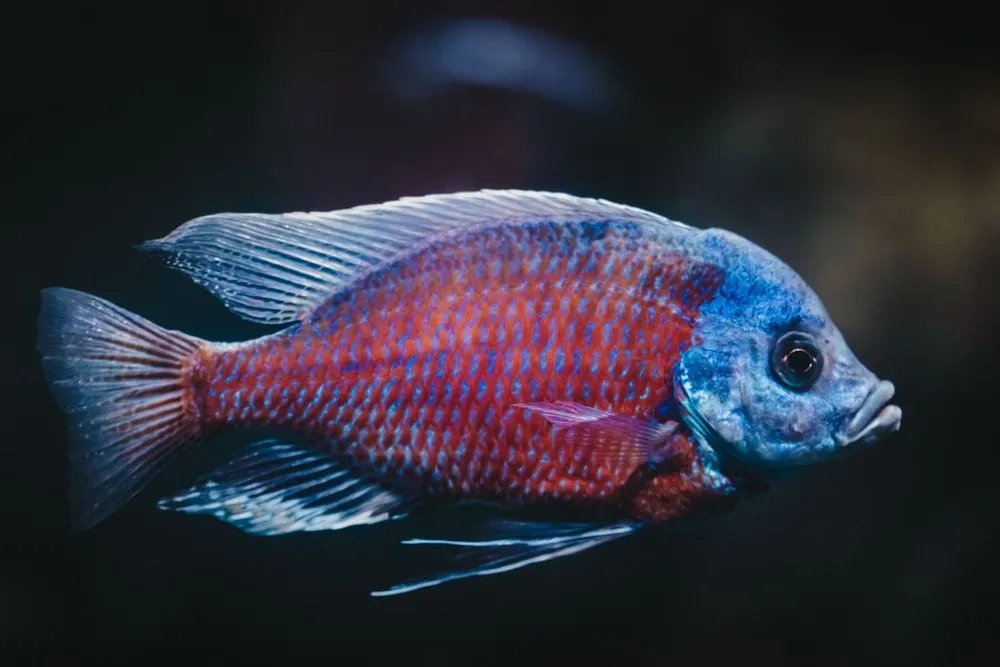 Detail Aquarium Gerak Nomer 24