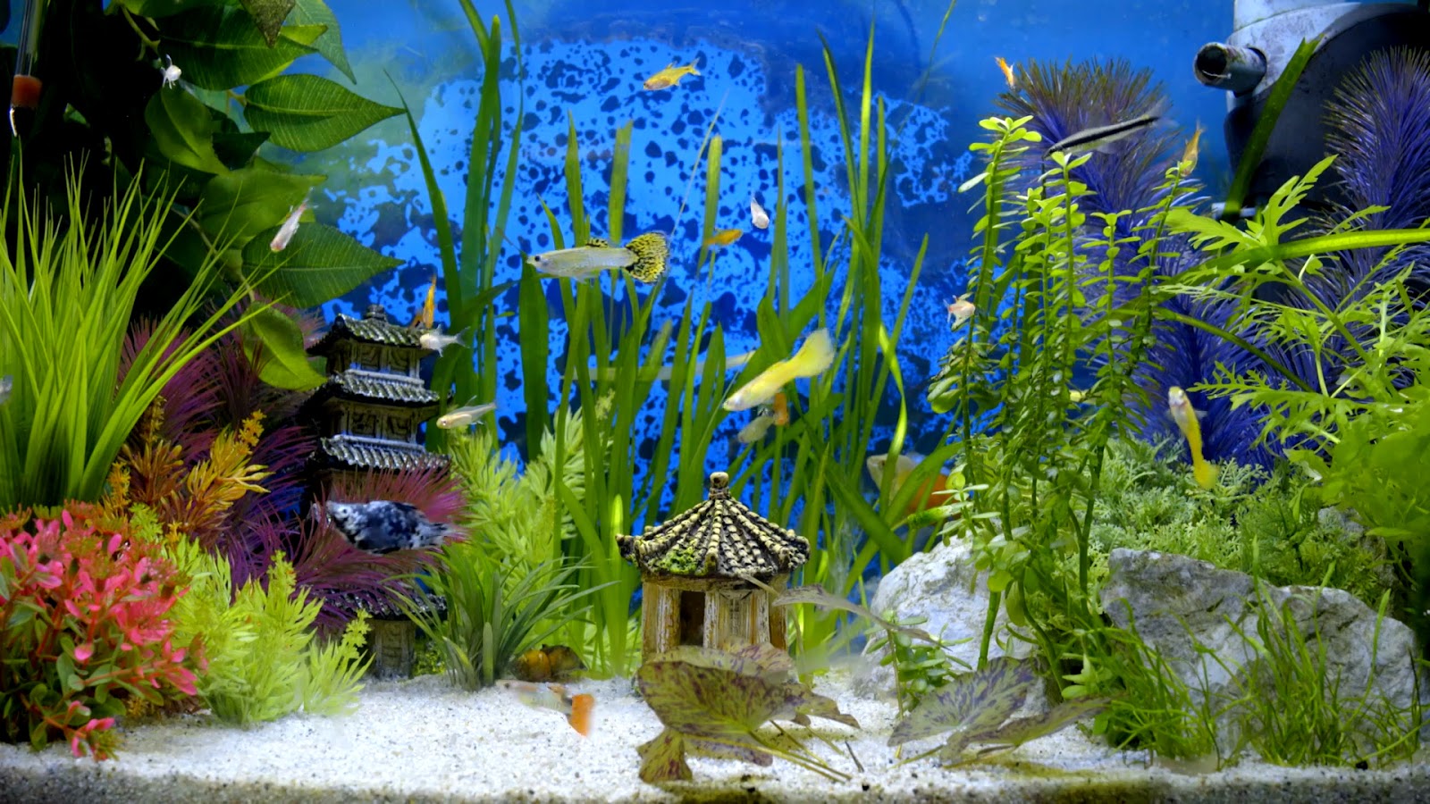 Detail Aquarium Hd Nomer 25