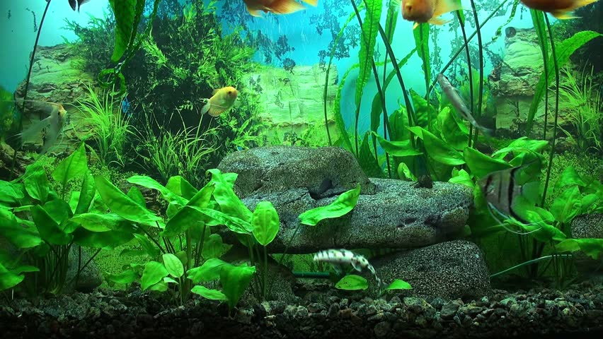 Detail Aquarium Hd Nomer 36